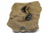 Onnia Trilobite Cluster - Blekos, Morocco #381642-2
